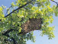 FondsGoetheanum: Die Bienen und wir