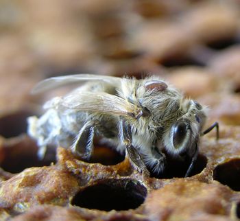 Mellifera e.V.
