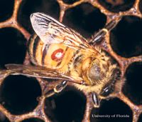FondsGoetheanum: Die Bienen und wir