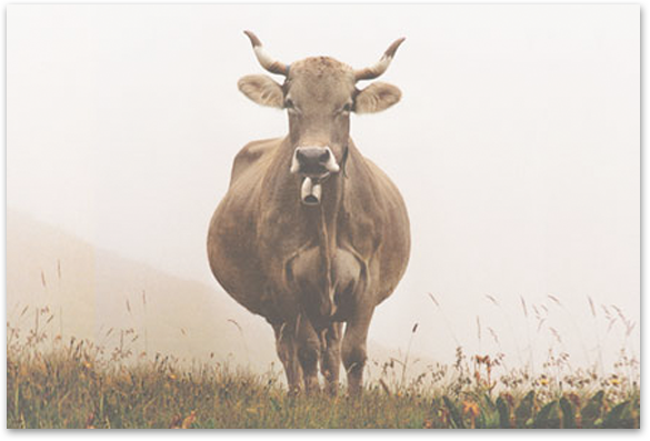 Merkblatt: «Die Bedeutung der Hörner für die Kuh»